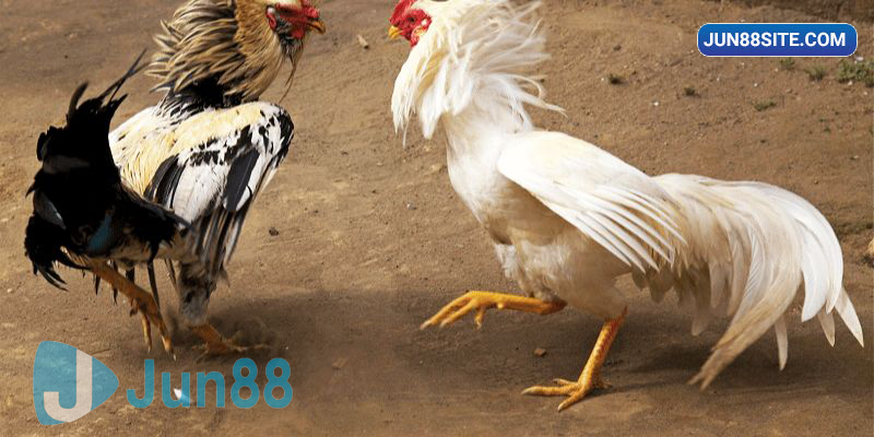 Kỹ thuật nuôi gà đá cựa sắt bằng cách vỗ béo gà